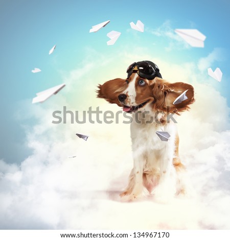 A dog wearing a helmet pilot. Dreams of the sky. Funny Collage