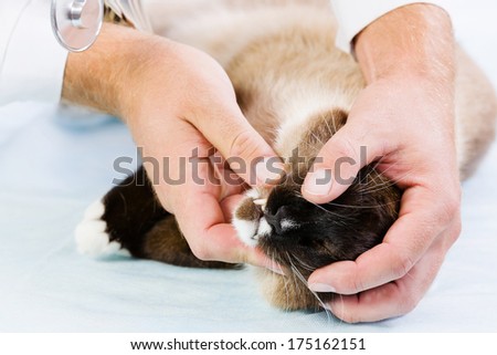 Siamese cat lying on table and checked up by veterinarian