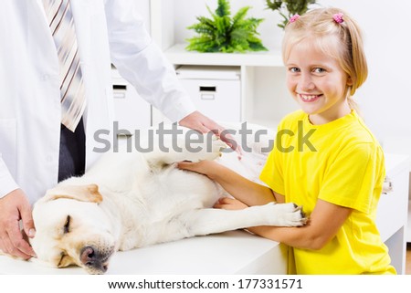 Labrador lying on table checked up by veterinarian
