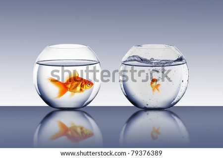 gold fish swimming in the water in fishbowl