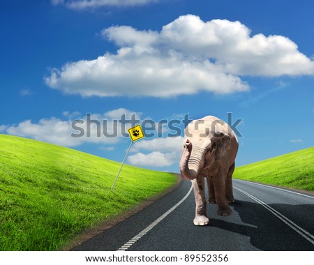 Picture of an elephant walking along the road under blue sky