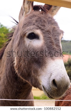 Brown donkey behind an enclosure looking at the viewer.