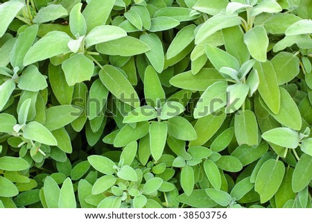 Background of green sage bush.