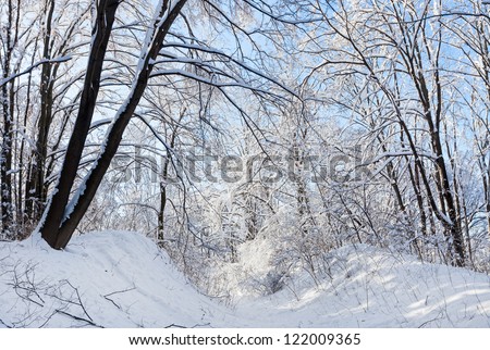 Winter forest road under crown of a trees covered with snow