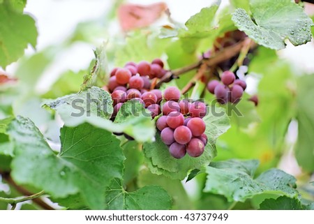 Bunches of white grapes with water drops, shallow depth of field, magic plastic and bokeh