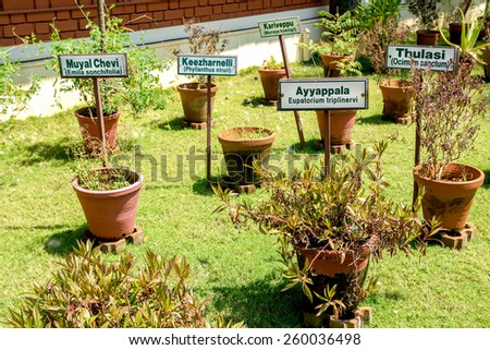 Ayurvedic herb garden with various herbs with name tags in clay pots