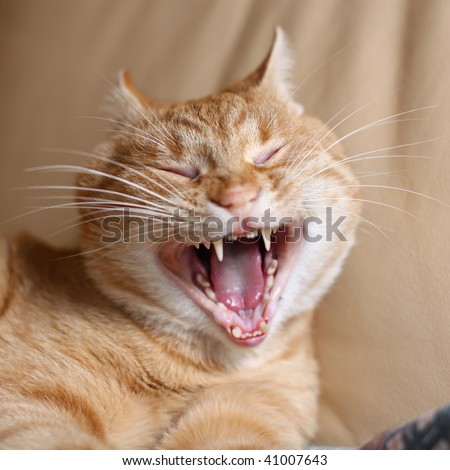 Beige cat with wide open mouth and closed eyes on the leather couch