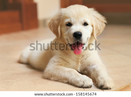 Golden Labrador retriever puppy indoor