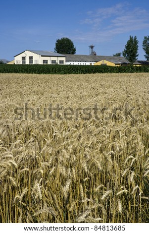 Rural landscape with wheat field.