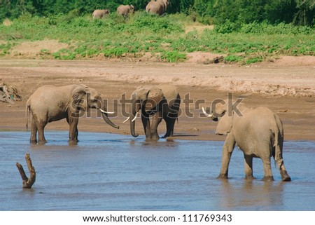 Three african elephant (Loxodonta africana) bathing, Samburu, Kenya