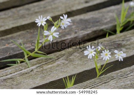 Beautiful flowers between the gap of old planks
