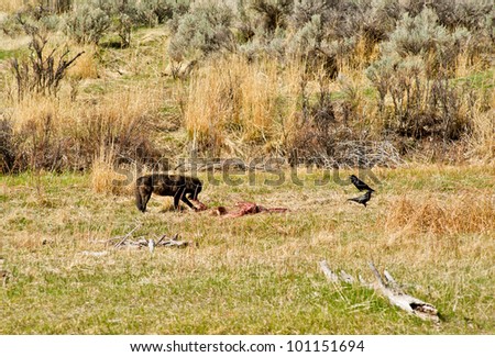 A wolf feeds on a downed elk while two ravens watch and wait for their opportunity to share in the meal