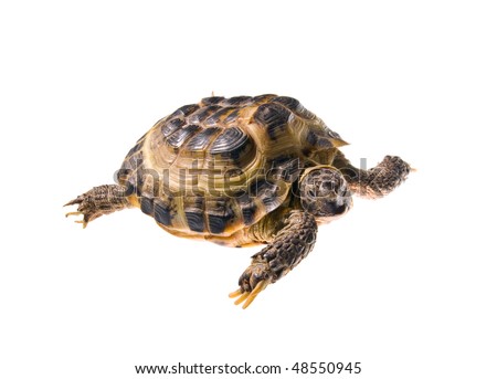 Land Turtle Isolated On White Background Stock Photo 48550945 ...