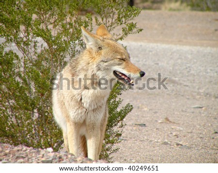 Coyote in Lake Mead National Recreation Area