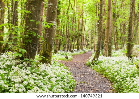 Oramnore Woods with wild garlic flowers blossoming. Galway, Ireland.