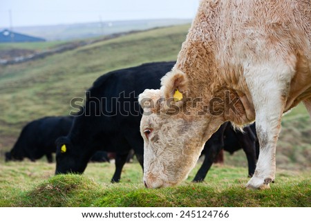 Cows grazing in the field on the west coast of Ireland.