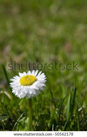 First signs of spring: white daisy on green grass.