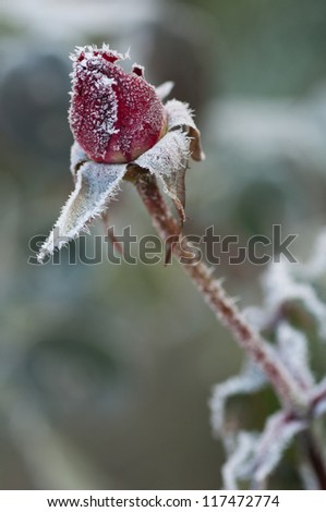 Red rose covered with morning frost