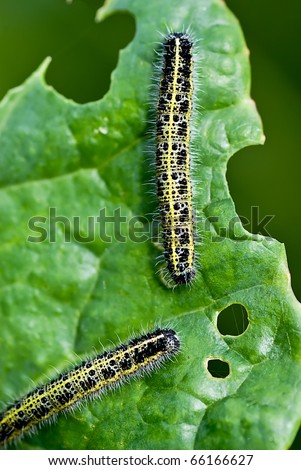 Close up of Cabbage White Caterpillar eating holes in cabbage leaf.