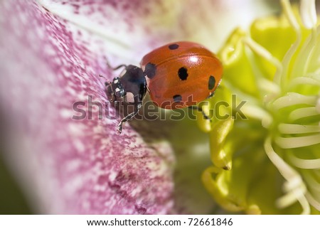 Close up of 7 Spot Ladybug on spotted petal of Christmas Rose, Helleborus Niger in Winter