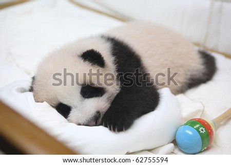 cute animal little baby giant panda in bed lhinping in chiangmai zoo Thailand