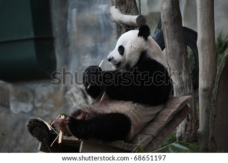 Feeding time. Giant panda eating bamboo leaf on the chair