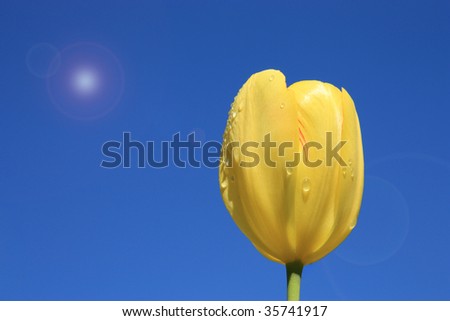 Yellow tulip with the drops of dew on a background clean dark blue morning sky