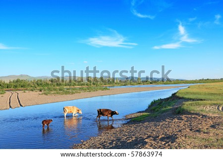 cows in the river on the background of distant mountains and blue sky