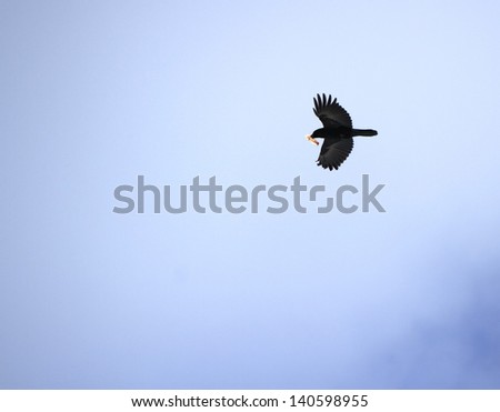 Black crow flying in the cloudy sky while holding a piece of bread in its beak