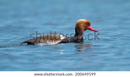 Red-crested pochard (netta rufina) male floating on water