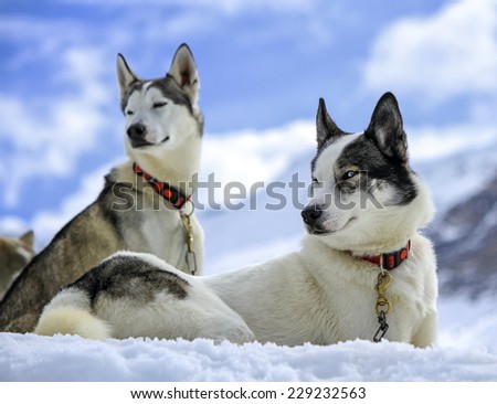 Black and white husky dogs resting on the snow