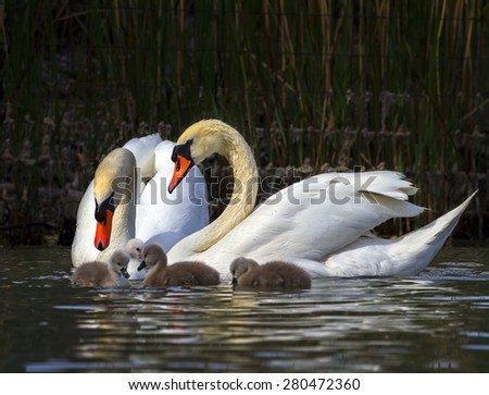 Mute swan, cygnus olor, parents and babies floating on water