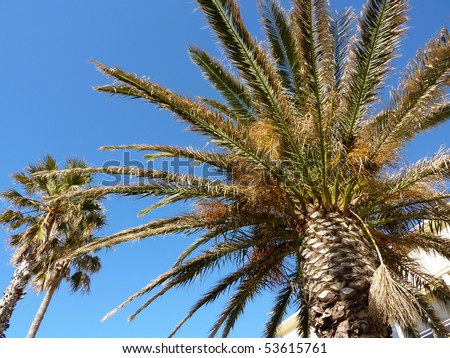 Two palm trees in front of a building by beautiful blue day