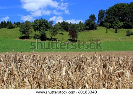 Landscape of wheat and green grass with trees by beautiful weather