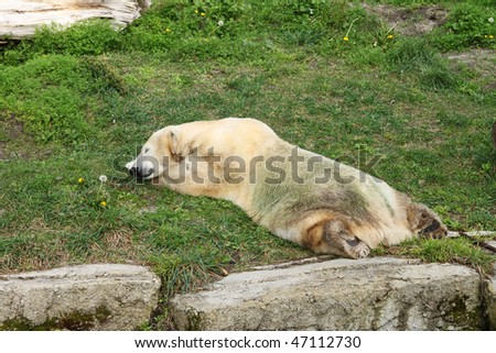 A lazy polar bear taking a nap