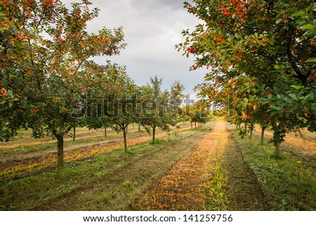 Similar – Image, Stock Photo orchard Sky Sunlight Grass