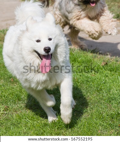 tibetian terrier and samoyed playing in courtyard