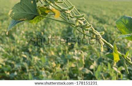 close up of the soy bean plant in the field