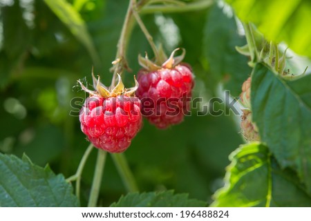 raspberries growing on a plant close up