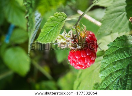 raspberries growing on a plant close up