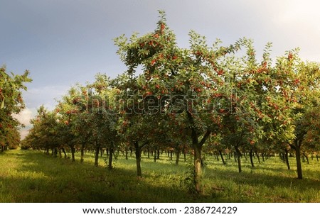 Similar – Image, Stock Photo Harvest time! Food Fruit