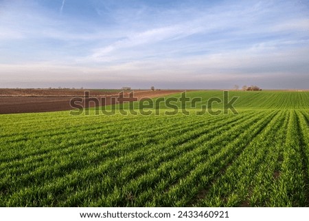 Similar – Image, Stock Photo Field of green wheat in Italy, near Pesaro and Urbino, in the region Marche of Italy. Close up of the ears with detail of the grains