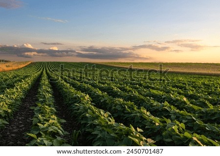 Similar – Image, Stock Photo sunset over agricultural fields near Bergheim