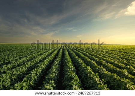 Similar – Image, Stock Photo sunset over agricultural fields near Bergheim