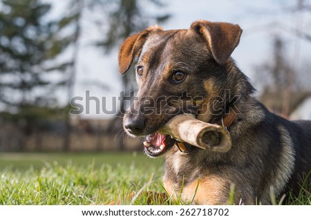 Cute dog with a bone