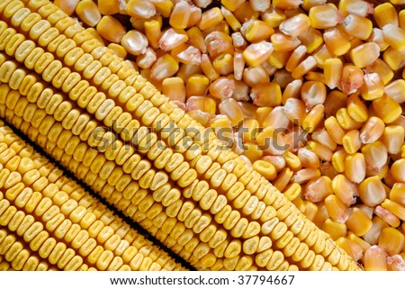studio shot  Corn Cob and corn kernel