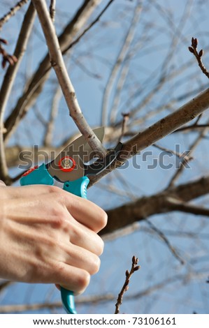 cutting tree with a pruning shears