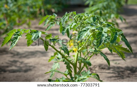 tomato seedling growing on the vegetable bed