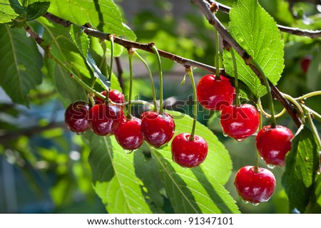 sour cherry on a tree in the orchard