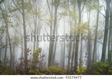 forest  with trees and fog